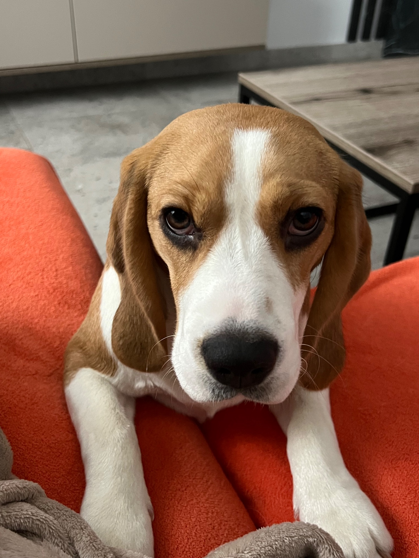 Щеня бігля (9 міс) шукає нових батьків