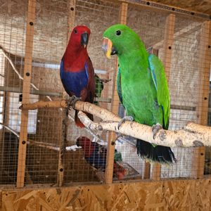 Еклектус - малята викормиші