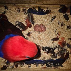 Еклектус - малята викормиші