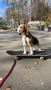 Щеня бігля (9 міс) шукає нових батьків