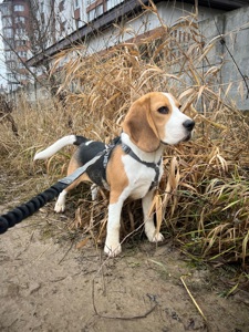 Щеня бігля (9 міс) шукає нових батьків