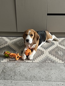 Щеня бігля (9 міс) шукає нових батьків