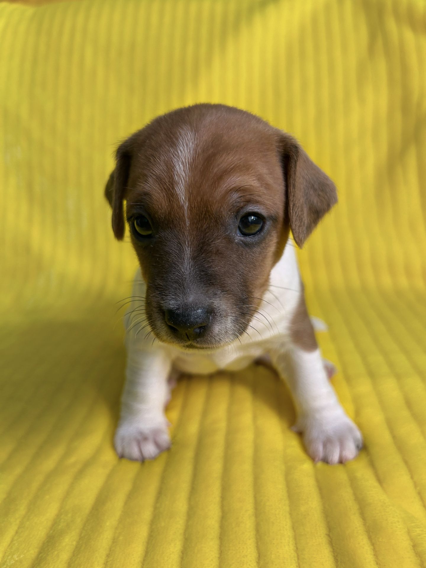 Дівчатка джек рассел терєр