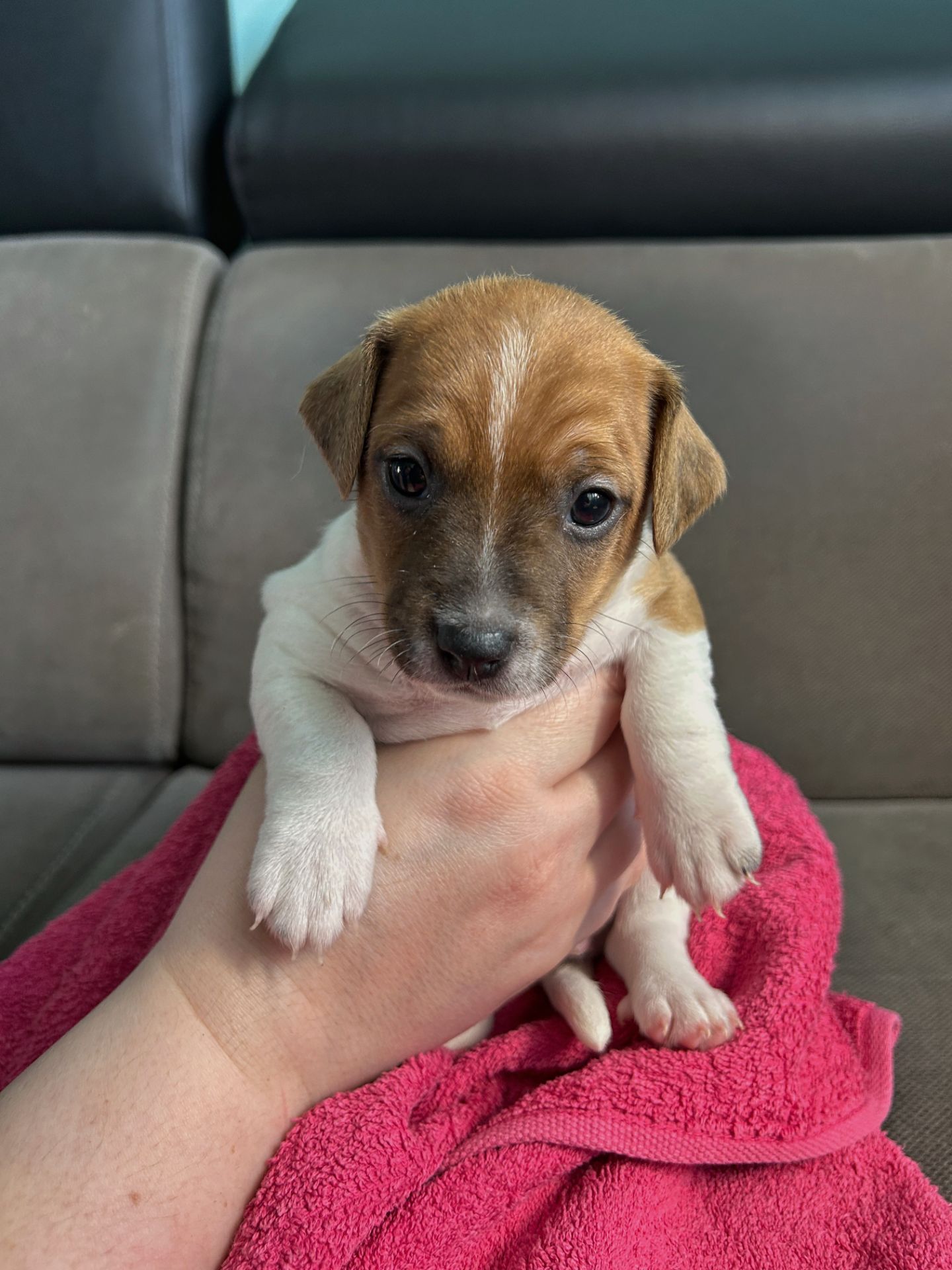 Дівчатка джек рассел терєр