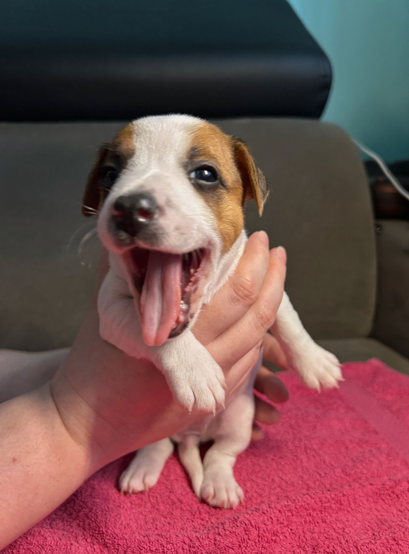 Дівчатка джек рассел терєр