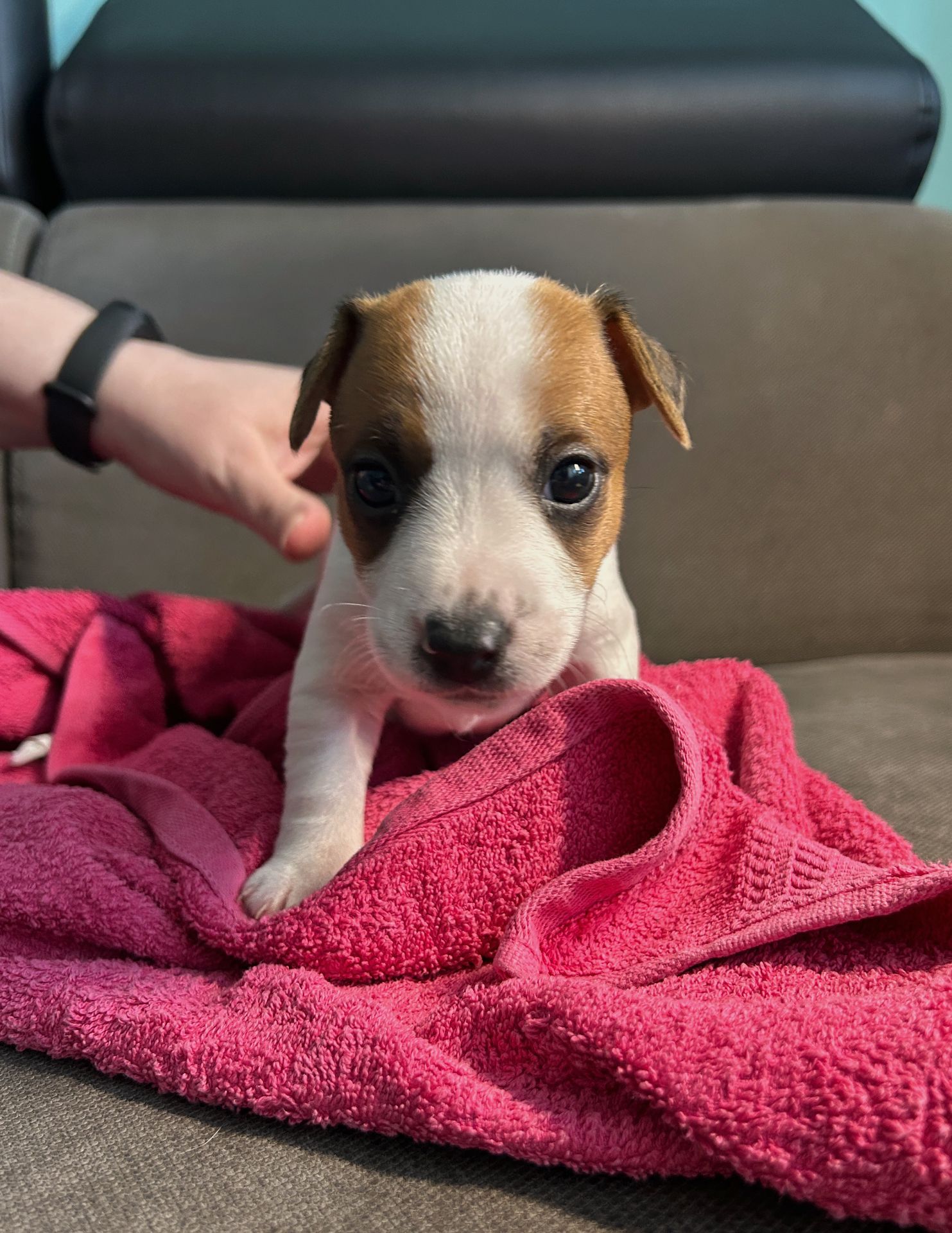 Дівчатка джек рассел терєр