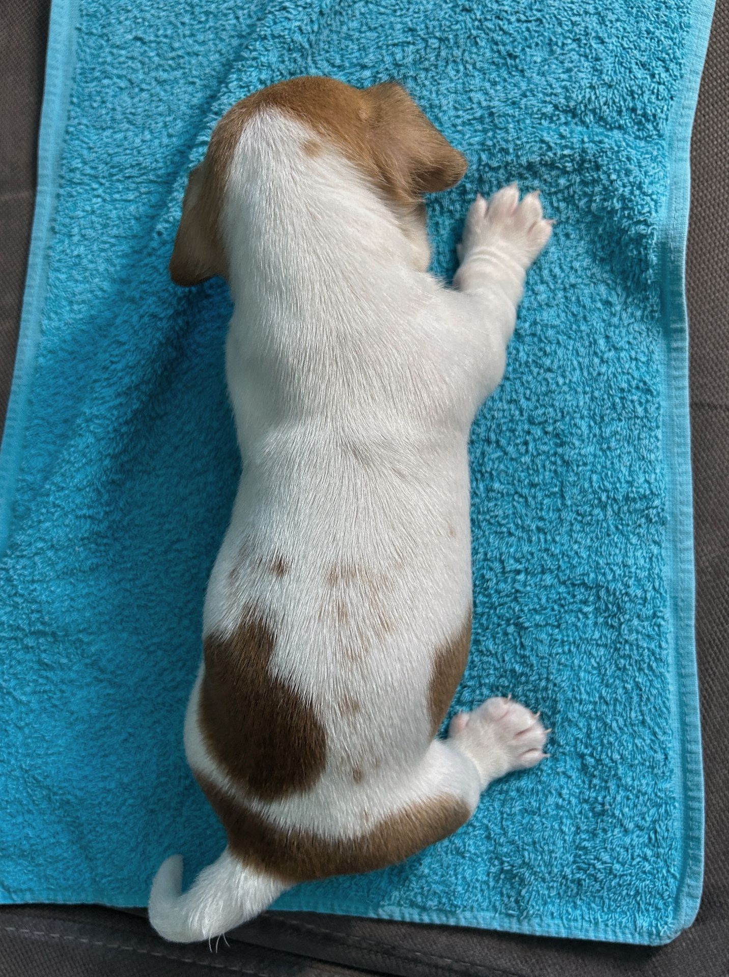 Два хлопчики джек рассел