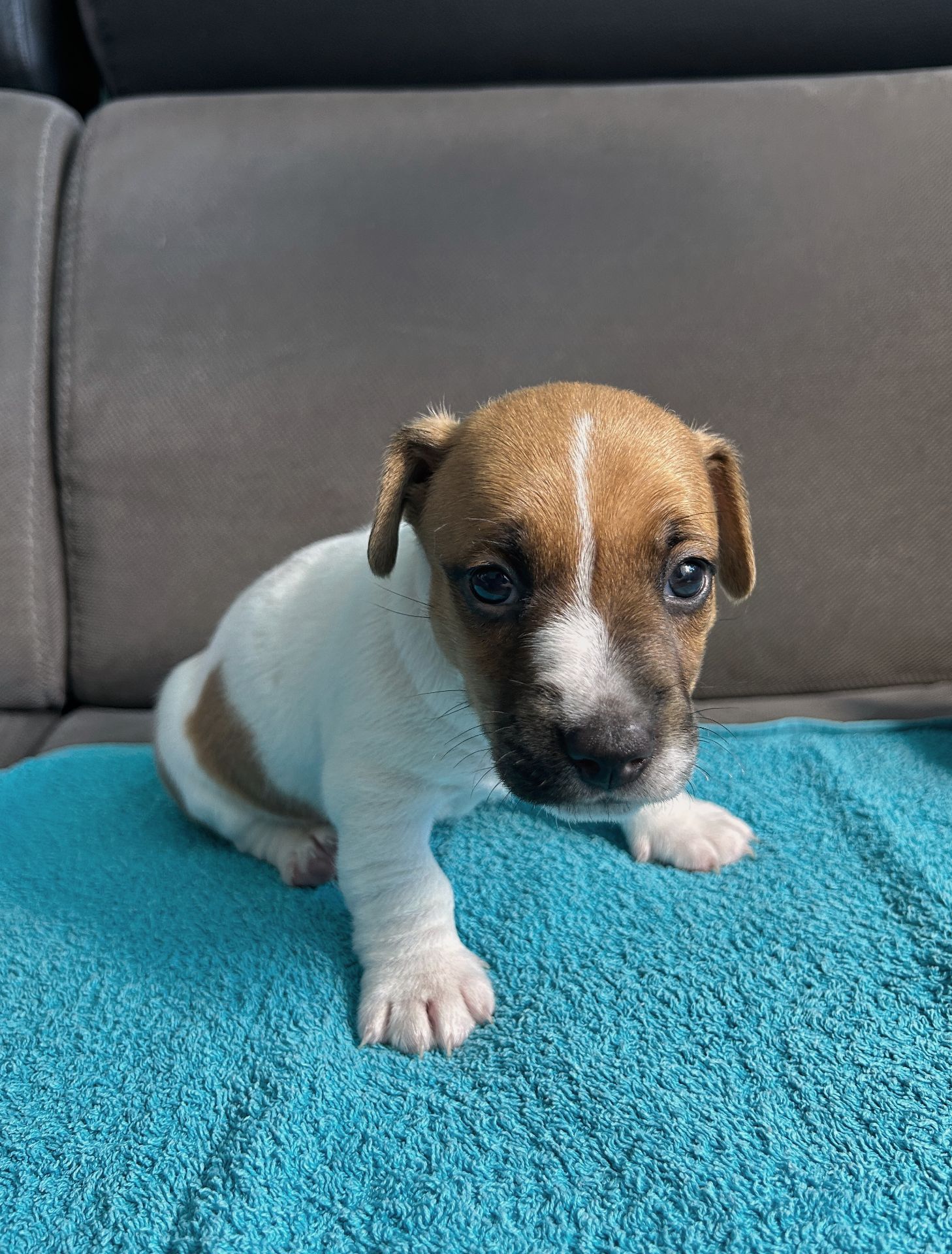 Два хлопчики джек рассел