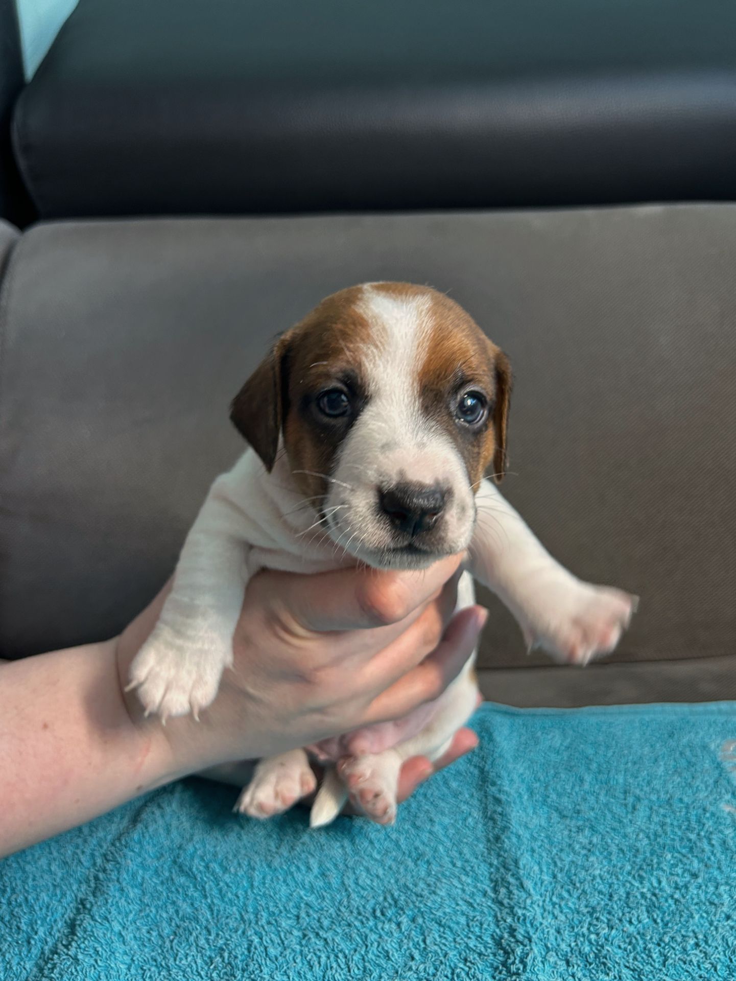 Два хлопчики джек рассел