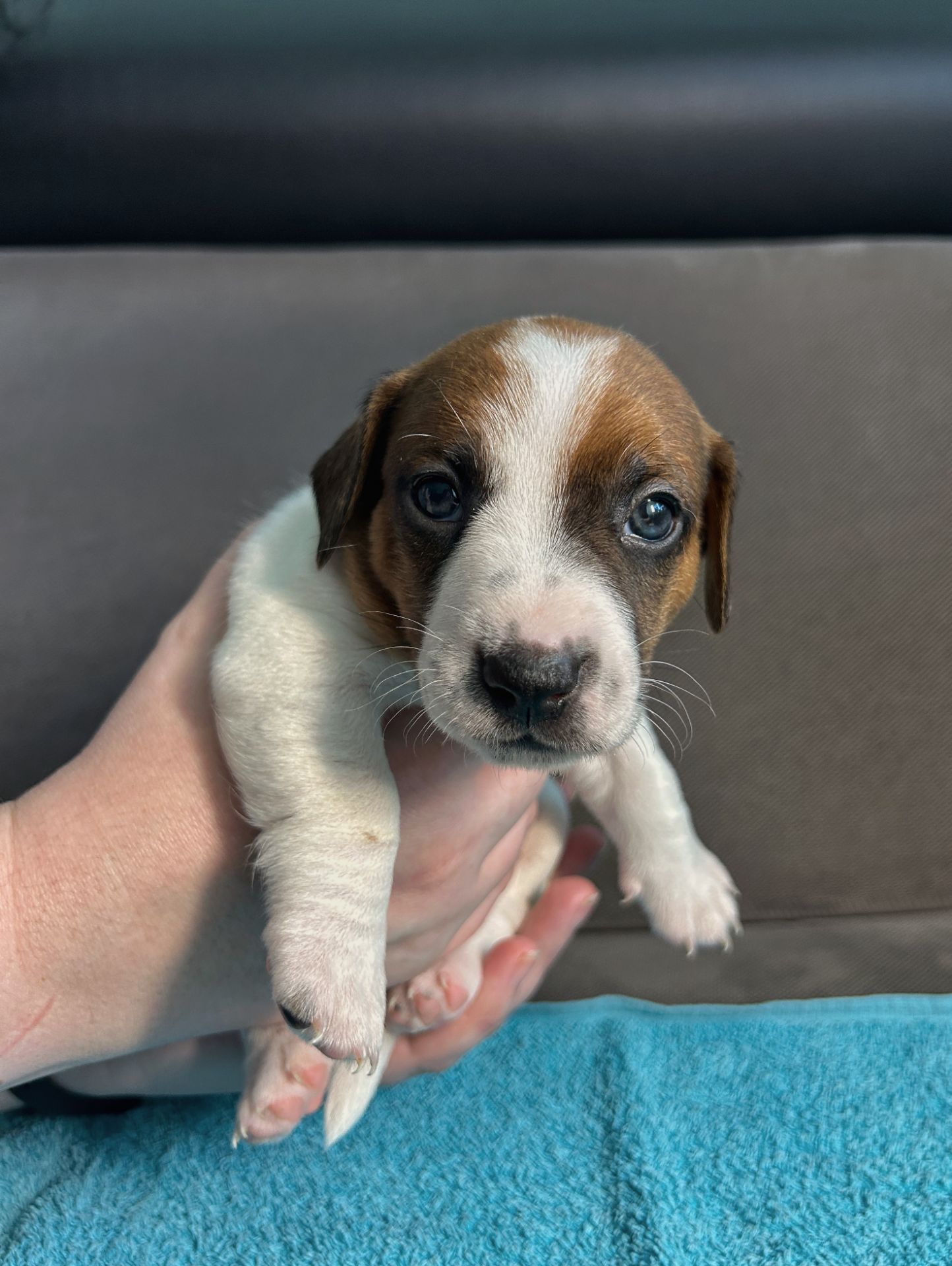 Два хлопчики джек рассел