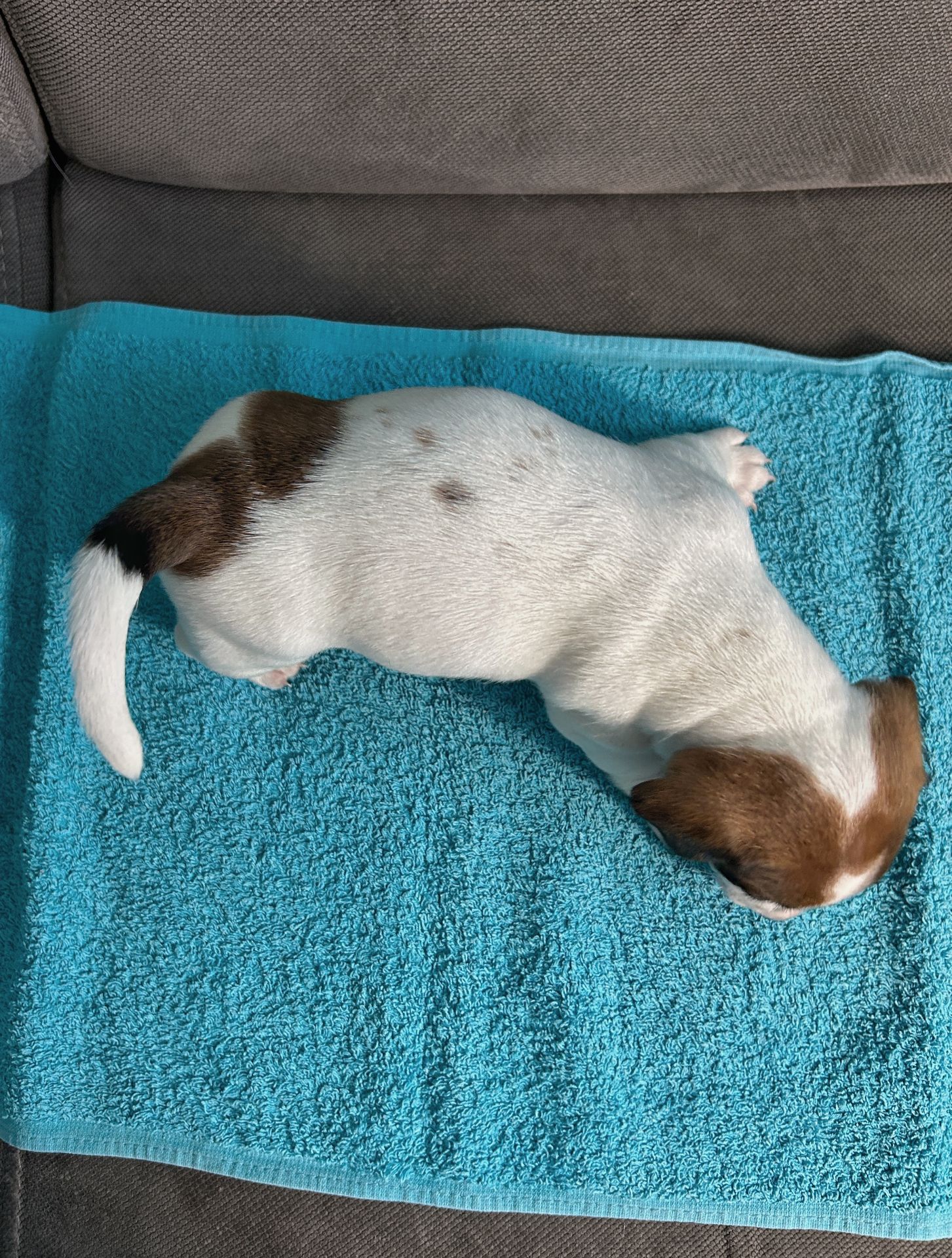 Два хлопчики джек рассел