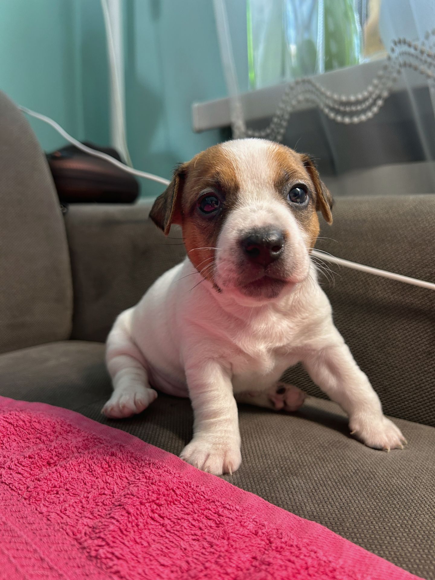 Дівчатка джек рассел терєр