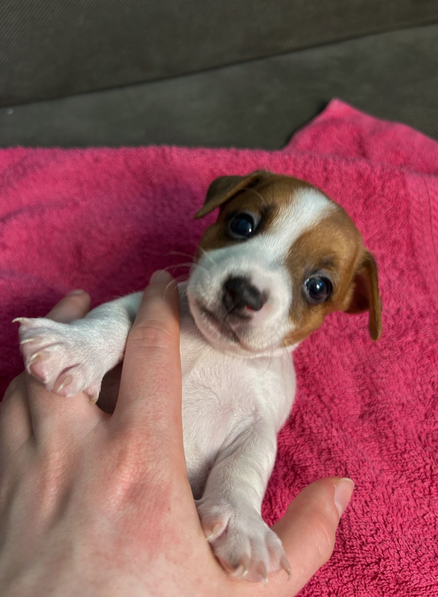 Дівчатка джек рассел терєр