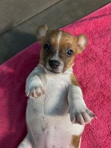 Дівчатка джек рассел терєр