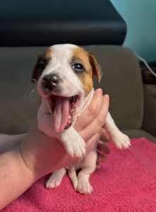 Дівчатка джек рассел терєр