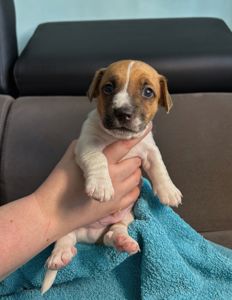 Два хлопчики джек рассел