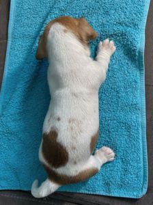 Два хлопчики джек рассел