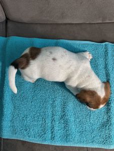 Два хлопчики джек рассел