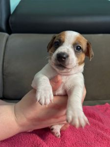 Дівчатка джек рассел терєр