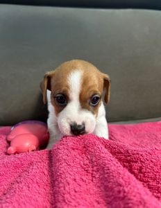 Дівчатка джек рассел терєр