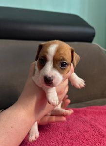 Дівчатка джек рассел терєр