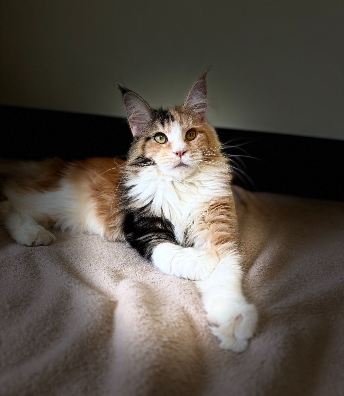 Мейнкун дівчинка з документами