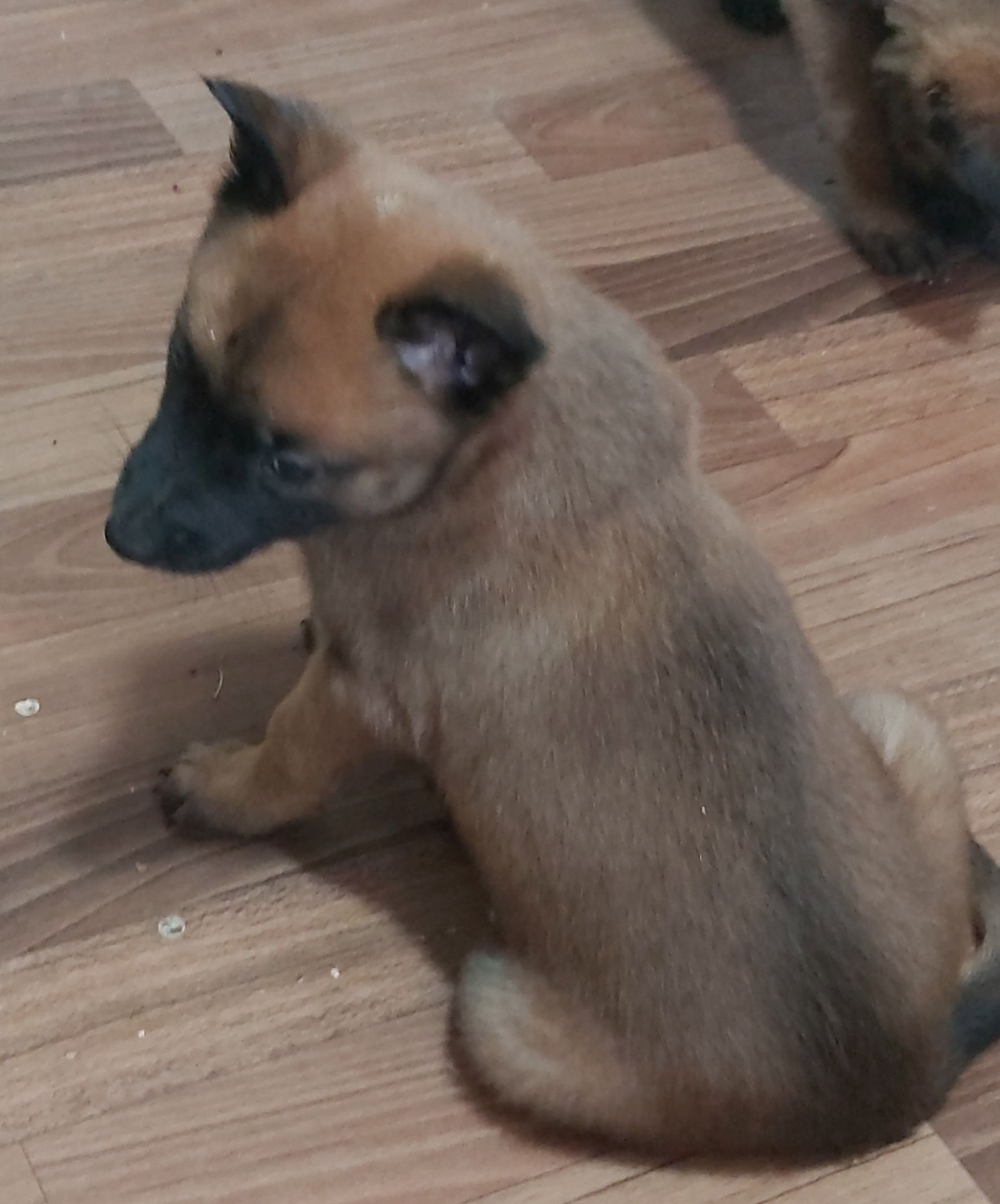 Цуценята Бельгійської вівчарки Малінуа