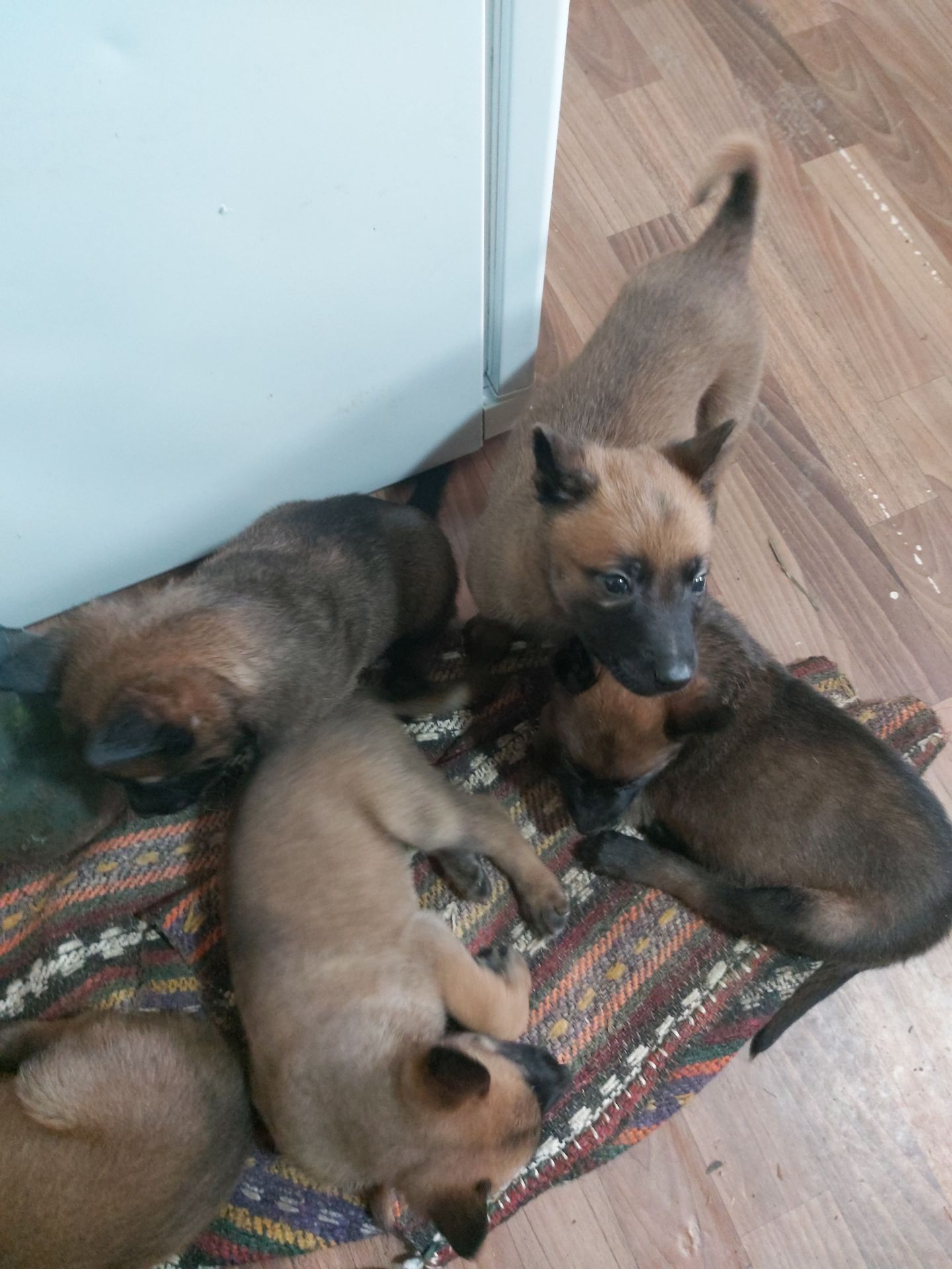 Цуценята Бельгійської вівчарки Малінуа