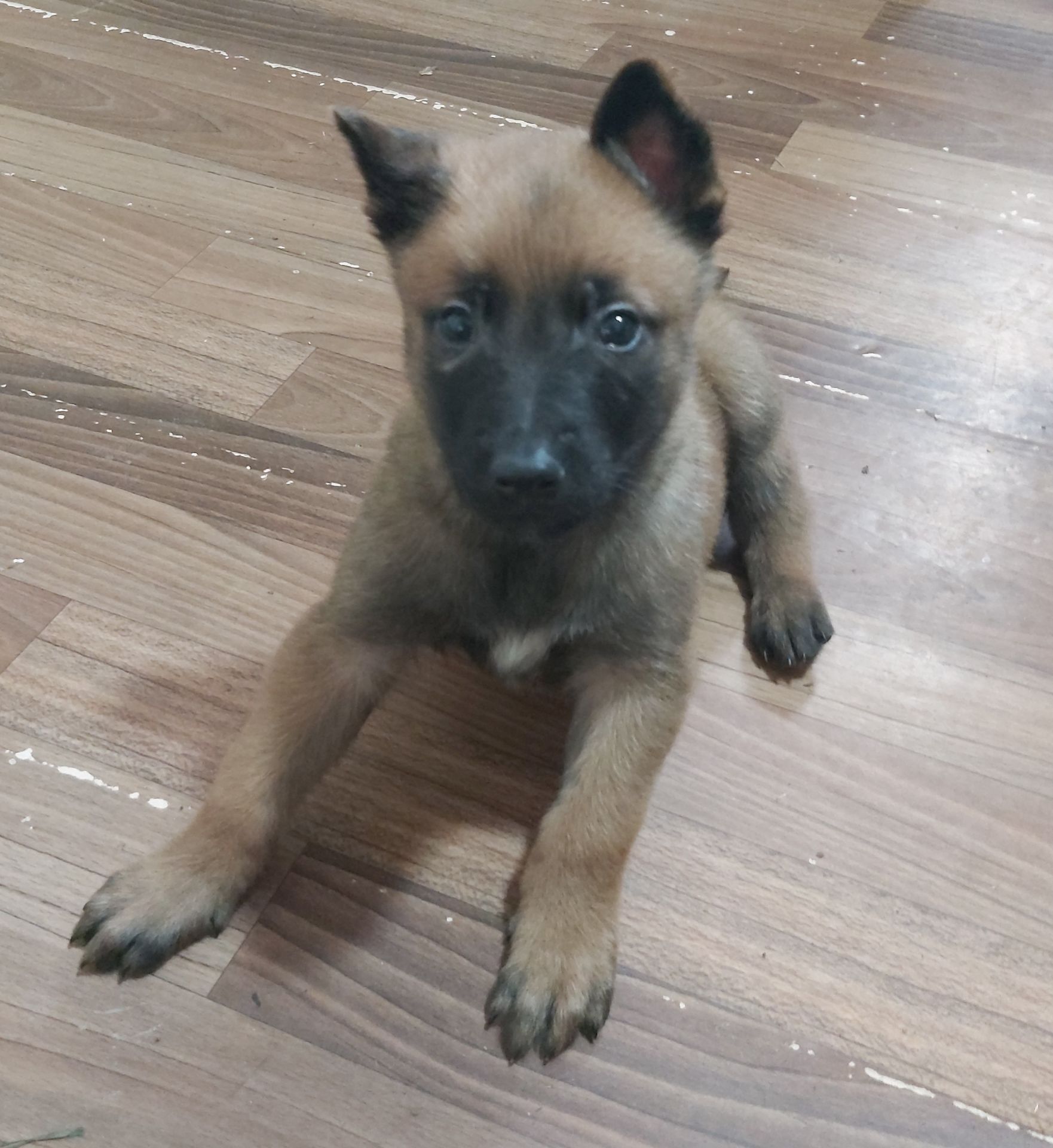 Цуценята Бельгійської вівчарки Малінуа