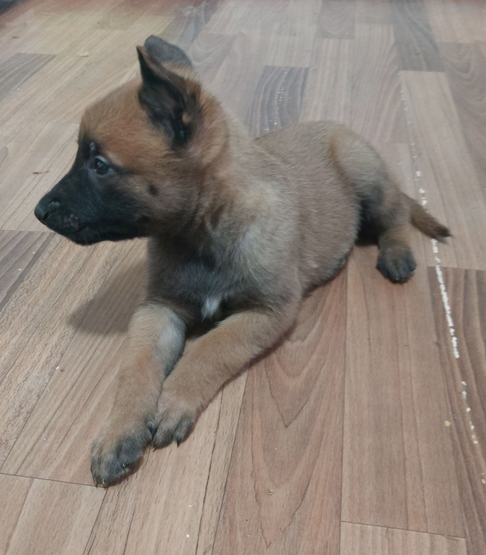 Цуценята Бельгійської вівчарки Малінуа