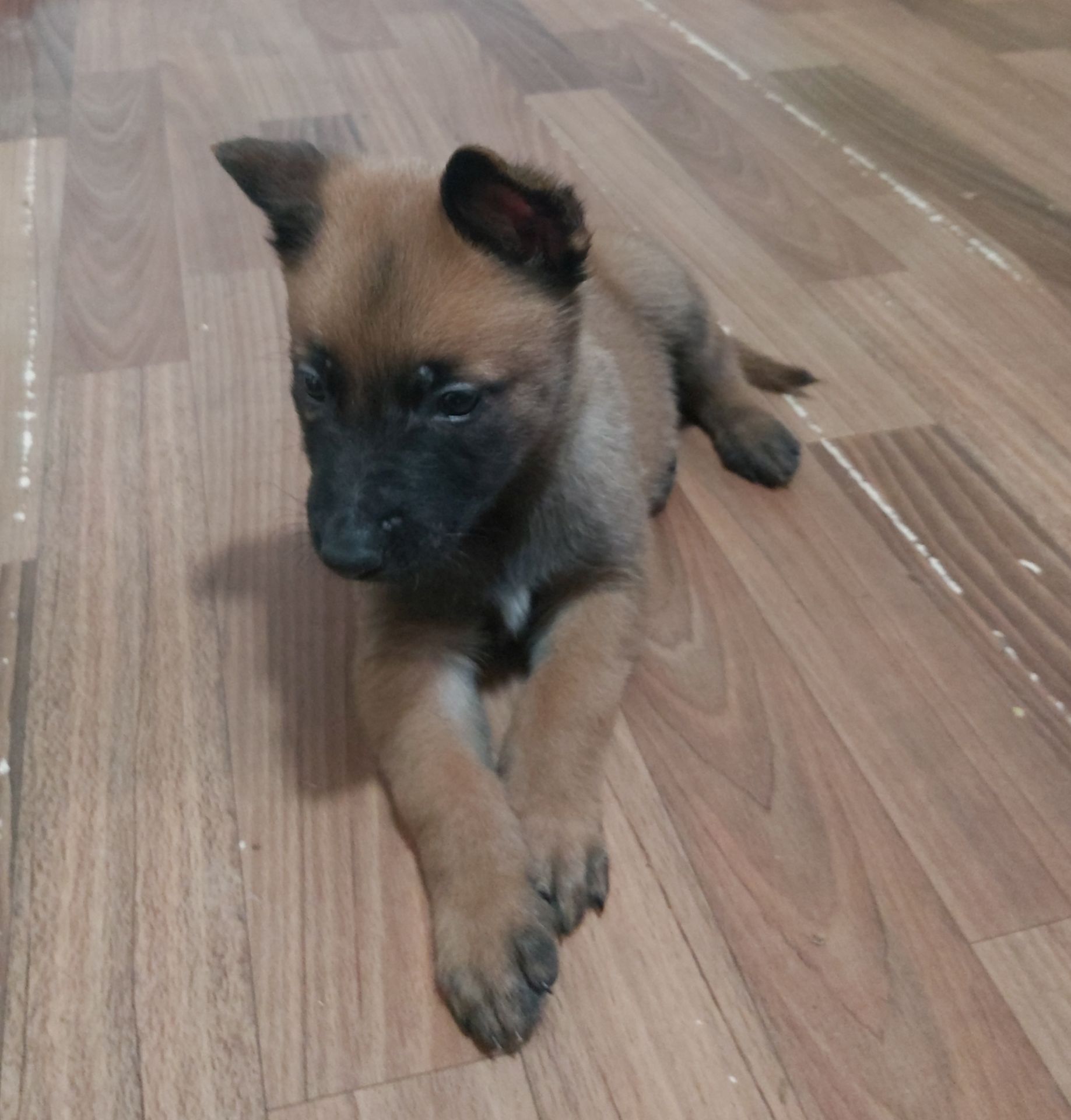 Цуценята Бельгійської вівчарки Малінуа