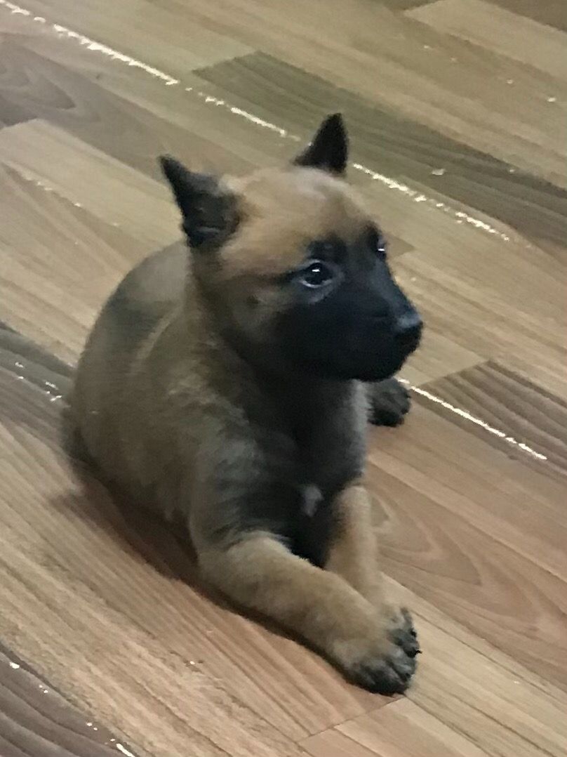 Цуценята Бельгійської вівчарки Малінуа