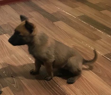 Цуценята Бельгійської вівчарки Малінуа