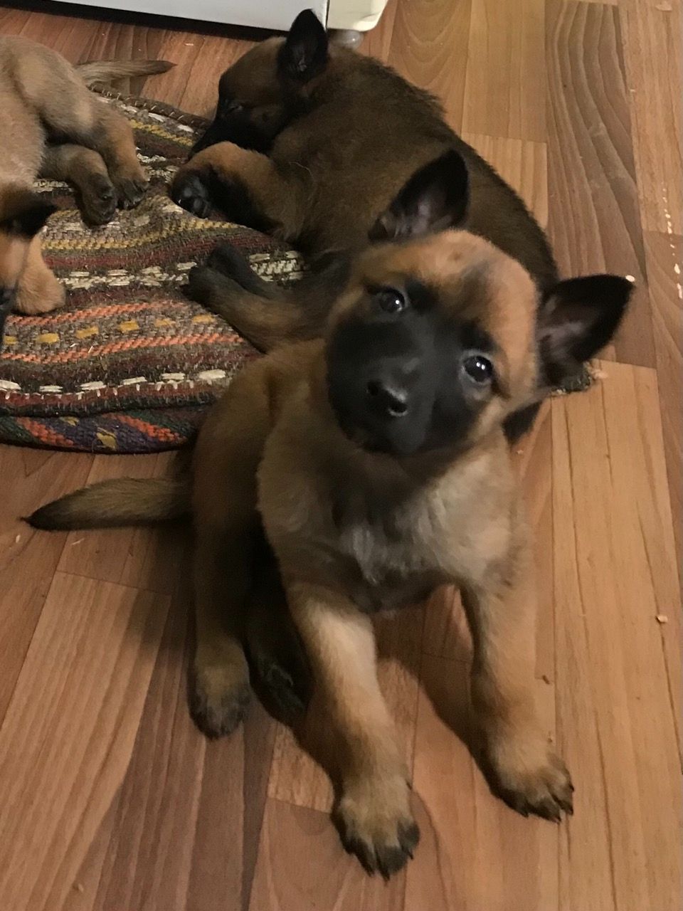 Цуценята Бельгійської вівчарки Малінуа