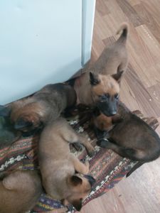 Цуценята Бельгійської вівчарки Малінуа