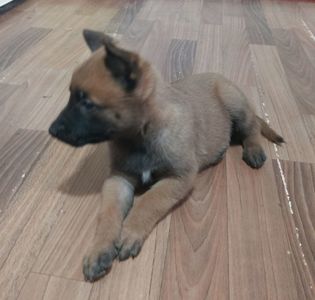 Цуценята Бельгійської вівчарки Малінуа