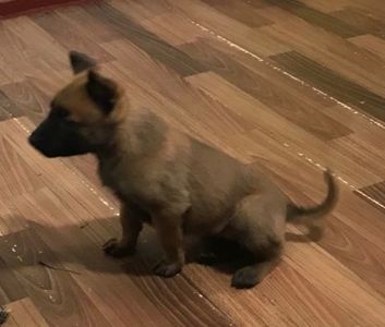 Цуценята Бельгійської вівчарки Малінуа