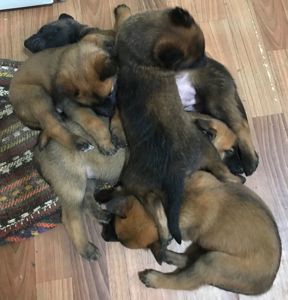 Цуценята Бельгійської вівчарки Малінуа