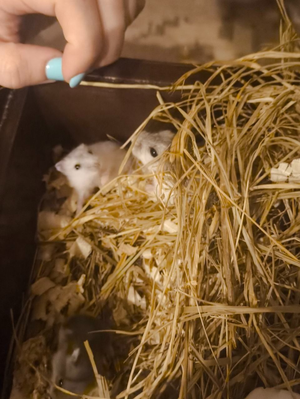 Хом'яки джунгарики