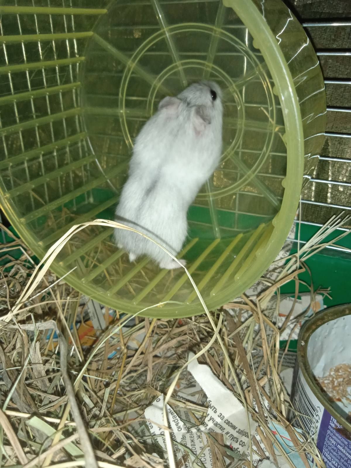 Хом'яки джунгарики