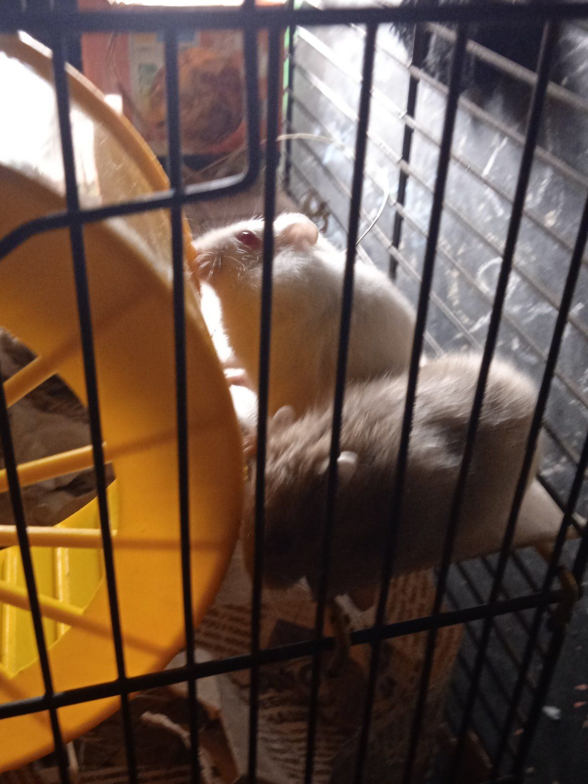 Хом'яки джунгарики