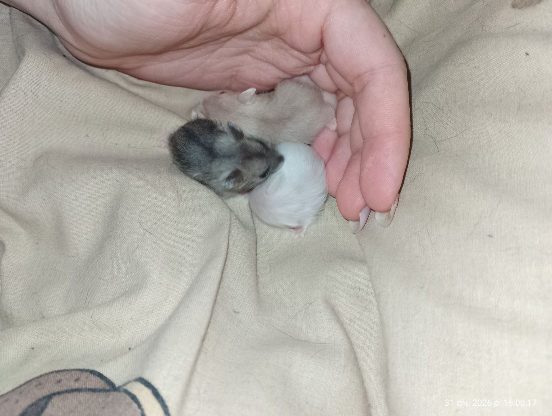 Хом'яки джунгарики