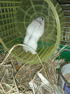 Хом'яки джунгарики