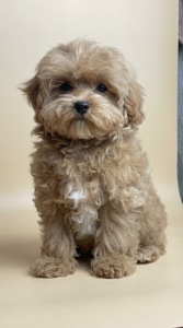 Неймовірні цуценята мальтіпу бебі фейс