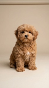 Неймовірні цуценята мальтіпу бебі фейс