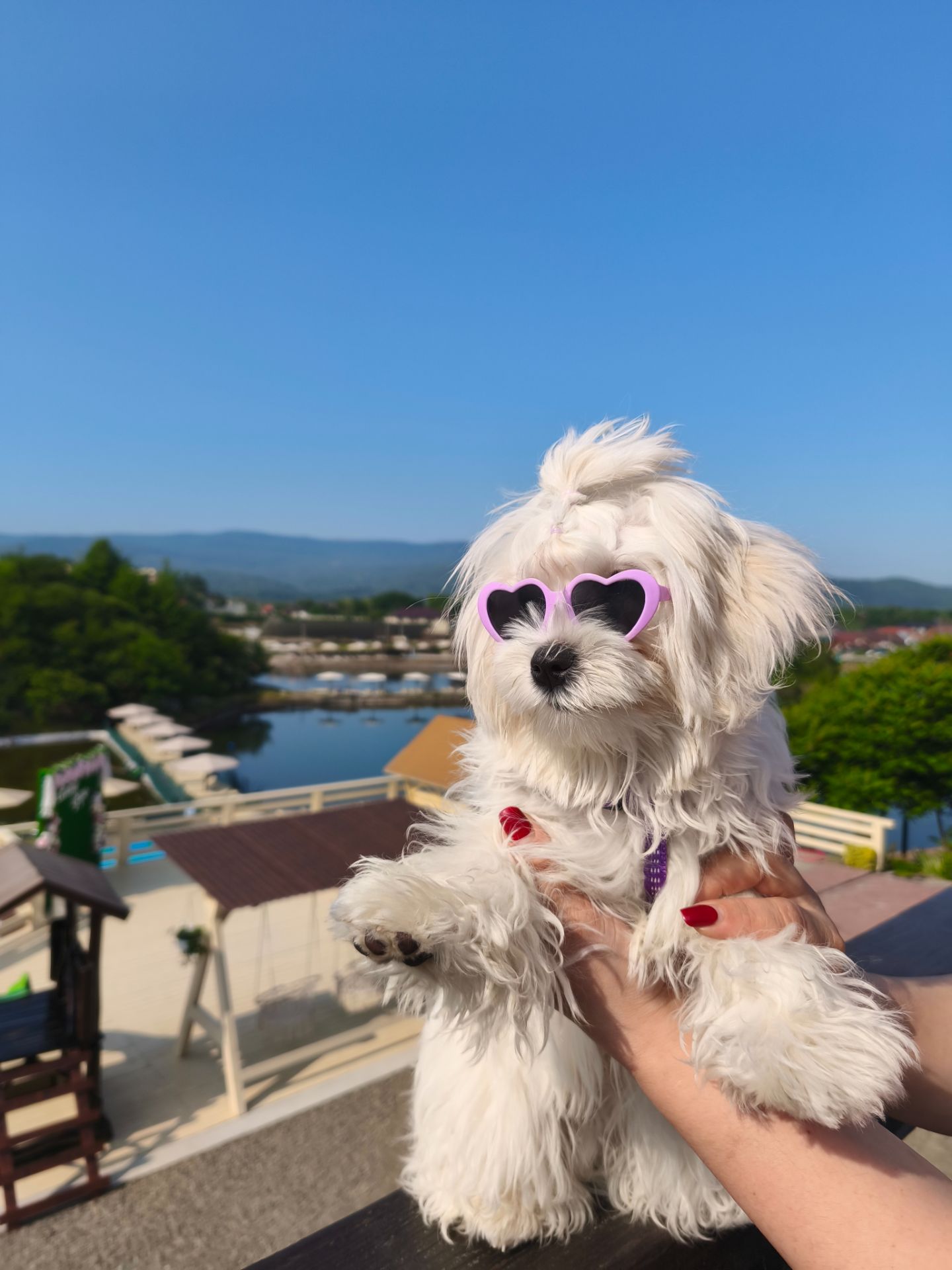 В'язка мальтезе