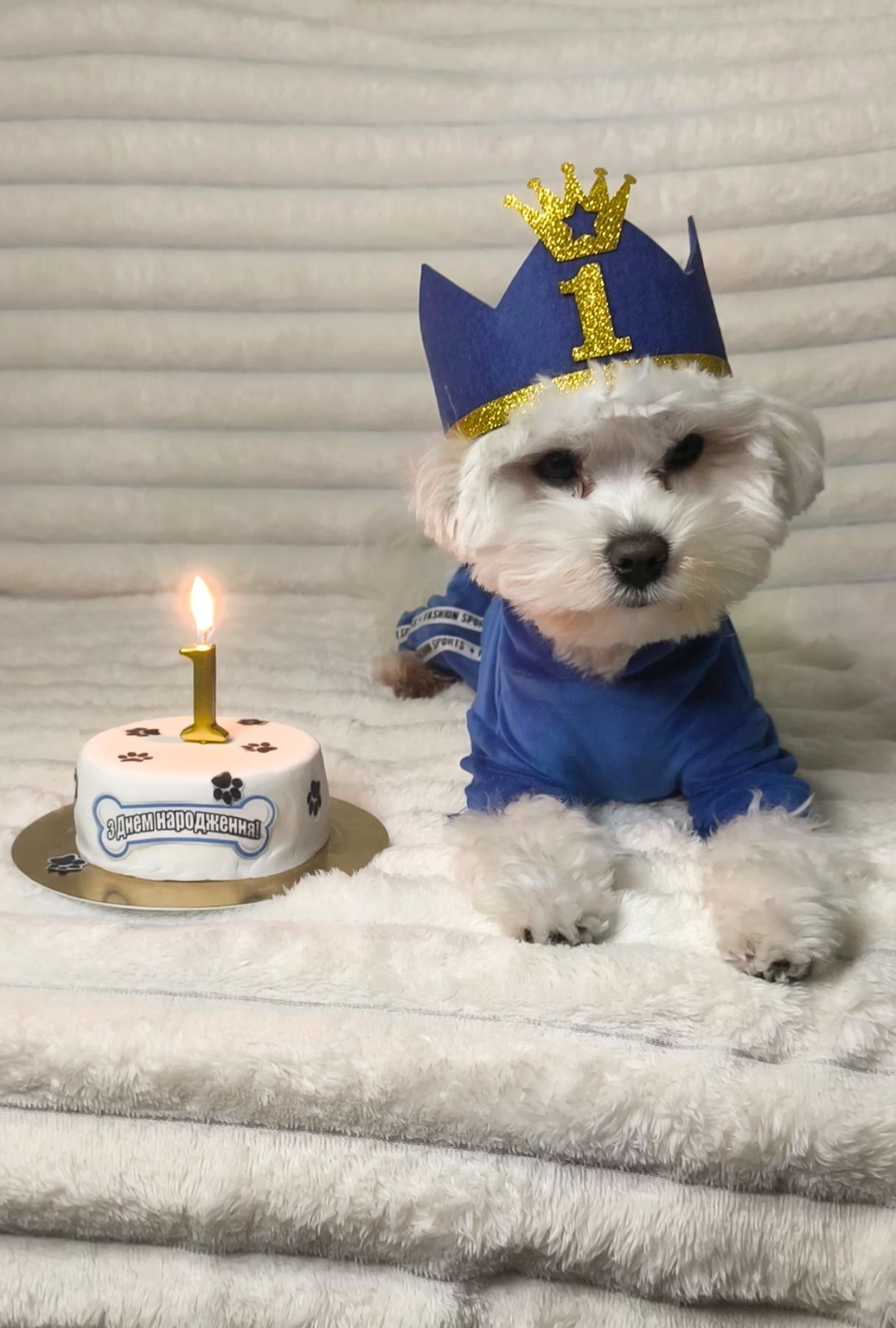 В'язка мальтезе