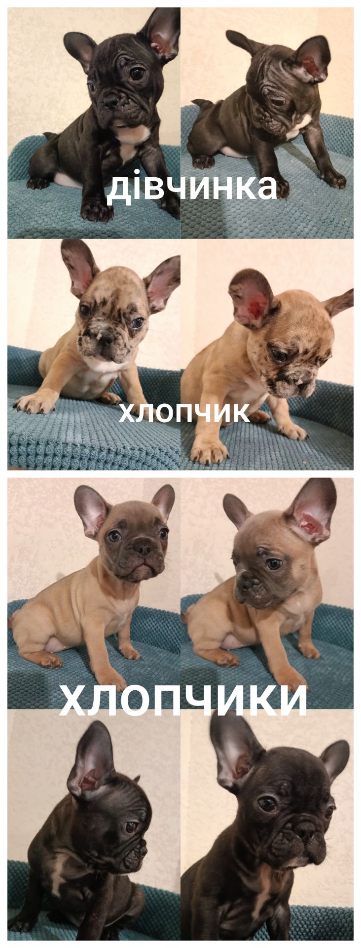 Чудові малята породи Французькі Бульдоги