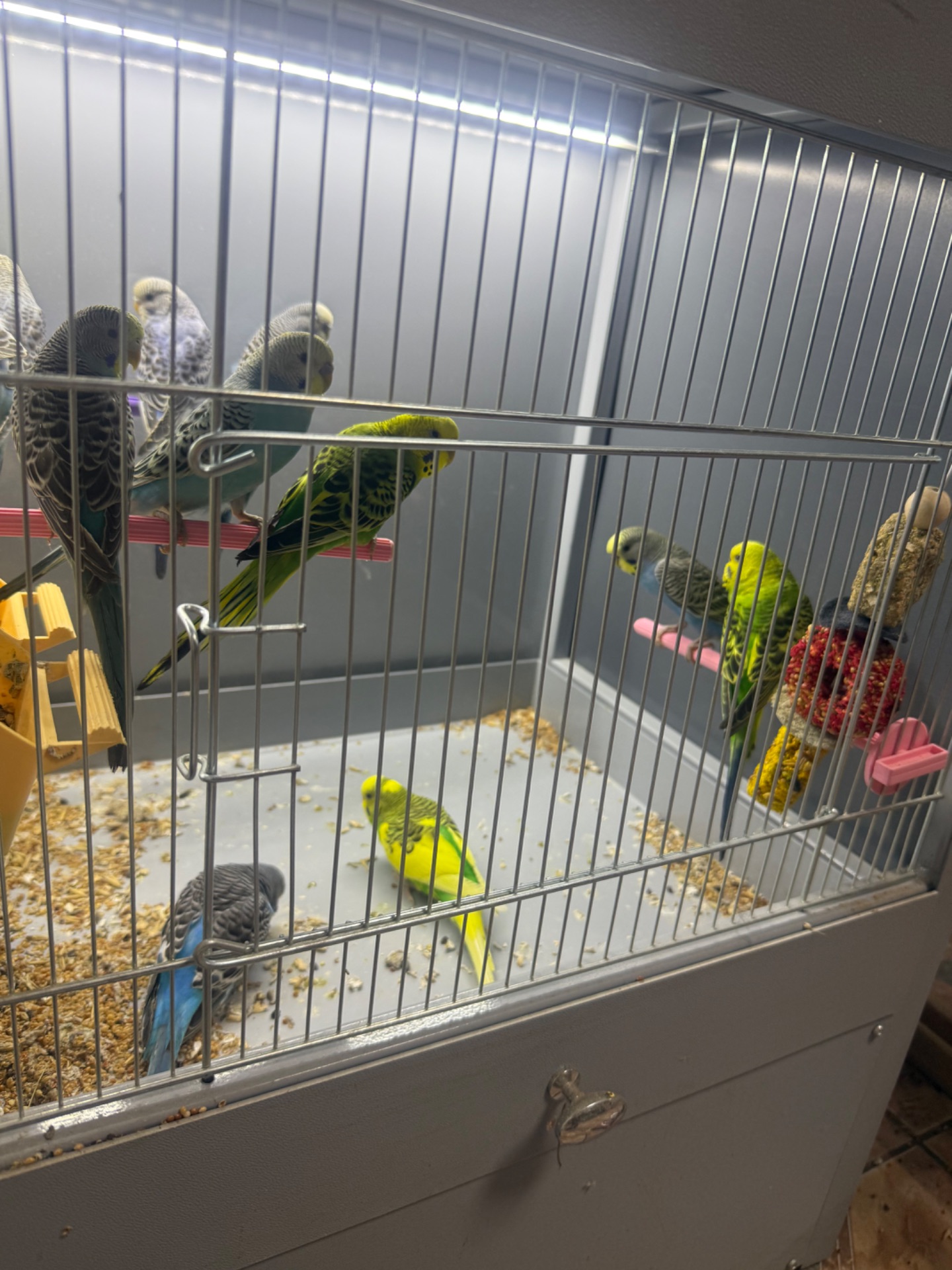 Хвилясті папуги