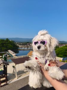 В'язка мальтезе